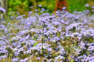 Blumenfeld violett